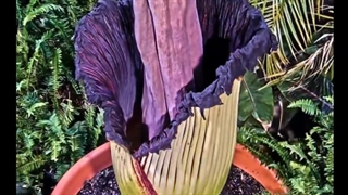 گیاهان گوشتخوار که حیوانات زنده می خورند:گیاهان گوشت خوار