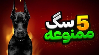 خطرناک ترین سگ های جهان ؛ نگهبان های ممنوعه