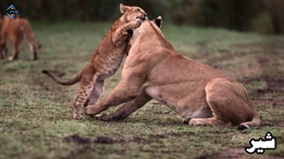 آدمکش ترین جانوران جهان|یکی از موارد شما رو شوکه میکنه اون کدومه؟!