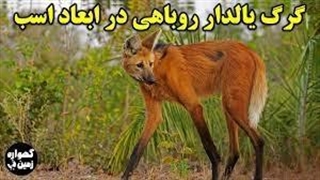 ویژگی های گرگ یال دار