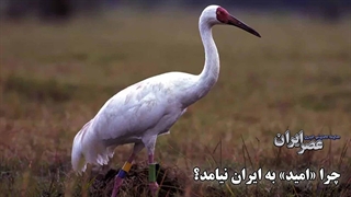 آیا یک حیوان دیگر هم به طور کامل منقرض شد؟