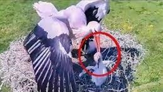 لحظات وحشتناکی که حیوانات جوجه های خود را میخورند