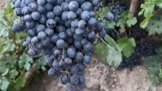 نهال انگور سیاه،قیمت نهال انگور سیاه سردشت