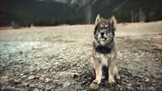 فیلم توگو با دوبله فارسی/Togo