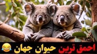سفر به دنیای جذاب کوالاها : آیا کوالا ها احمق ترین حیوانات روی زمین هستند ؟!؟!