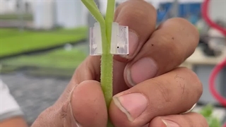 چرا نشا را پیوند بزنیم