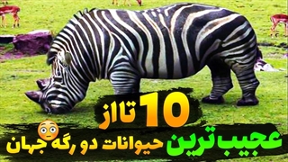 حیوانات دورگه: 10 تا از عجیب ترین حیوانات دورگه جهان که باورت نمیشه واقعی باشن