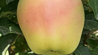 نهال سیب گلدن رندرز رقم تجاری