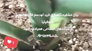 روش نحوه آموزش نکات طلایی نگهداری مراقبت پرورش نور رطوبت دما بهترین خاک کود سم تعویض گلدون گلدان محیط مناسب گل برگ انجیر مونسترا