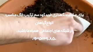 فروش بهترین روش نحوه آموزش نکات طلایی خرید خاک مراقبت پرورش نور رطوبت دما بهترین کود سم تعویض گلدون گلدان محیط مناسب گل