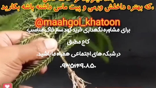 روش نحوه آموزش نکات طلایی نگهداری آبیاری مراقبت پرورش نور رطوبت دما بهترین خاک کود سم تعویض گلدون گلدان محیط مناسب گل کاج مطبق