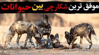 موفق ترین شکارچی در حیات وحش