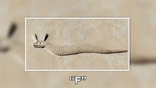 کمیاب ترین مار های دنیا