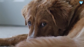 خاص ترین نژادهای سگ دنیا 