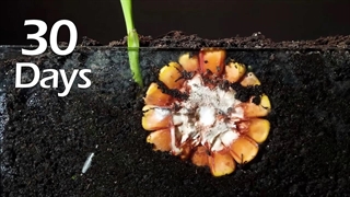 تایم لپس رشد ذرت - 30 روز در 2 دقیقه