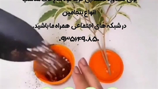 روش نحوه آموزش نکات طلایی نگهداری مراقبت پرورش نوررطوبت دما بهترین تکثیر خاک کود ریزش برگ تعویض گلدان محیط مناسب گل گیاه بنجامین