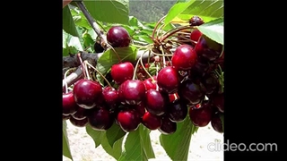 بهرین روش برای کاشت نهال درخت آلبالو