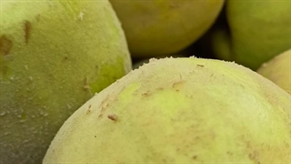 خرید ارقام نهال به در شرکت فیدان نهال مهندس علی ارجمند