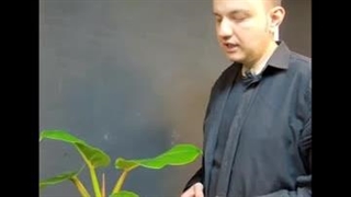 مقابله با پژمرده شدن گل بعد از تعویض گلدان ( شوک تعویض گلدان )