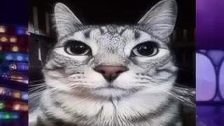 گربه درونم به رسید