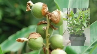 روش کشت هل در خانه