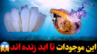 این موجودات طولانی ترین عمر در جهان رو دارن❗❗❗