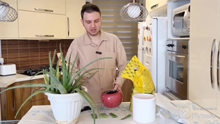 آموزش تکثیر آلوورا | قلمه زدن آلوورا