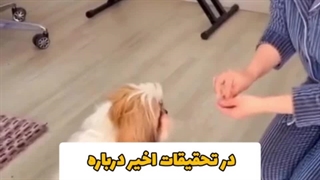 معرفی سگ شیتزو