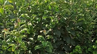 خرید و قیمت ارقام نهال گلابی ایرانی و خارجی