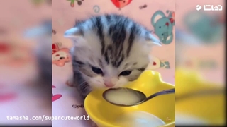 cute cats