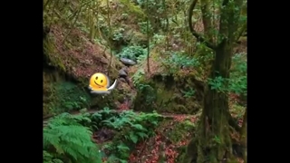 علیرضاطلیسچی