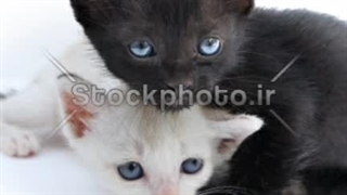 میکس از گربه