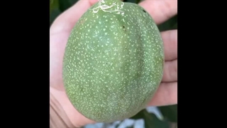 گردو پوست کاغذی | نهالستان پویا نهال