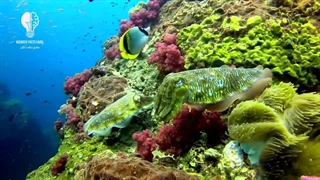 5 تا از حیوانات با قدرت های باورنکردنی: هیچ زخمی نمیتونه این موجود را بکشه!!