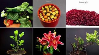 تایم لپس گیاهان در حال رشد