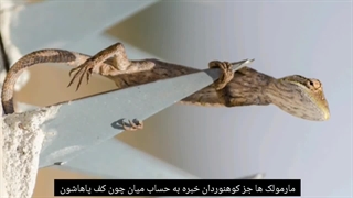 رازهایی از مارمولک ها!!!