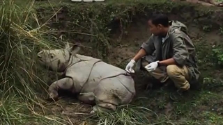 10 حیوانی که ببر را شکست میدهند.