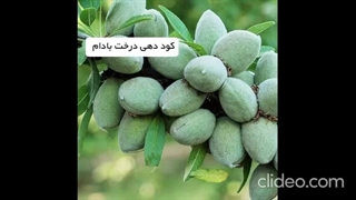 بهترین کود برای رشد سریع درخت بادام