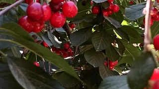 باردهی نهال آلبالو 09144811631