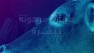 خرافة البقرة الحمراء عند الیهود وعلاقتها بهدم المسجد الأقصى