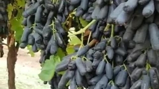 خرید و قیمت نهال انگور موندراپ لیبل دار از نهالستان تک فیدان