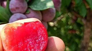 نهال آلو ساتسوما ژاپنی یا نهال آلو امیدی