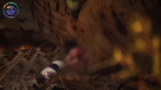 حیواناتی که به صورت احمقانه‌ جان خودشون رو گرفتند