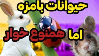 حیوانات بامزه ای که همنوع خوارند:معرفی ۷تا حیوان همنوع خوار