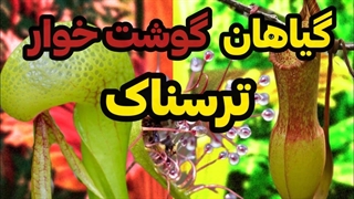 گیاهان گوشتخوار ترسناک که حیوانات زنده می خورند