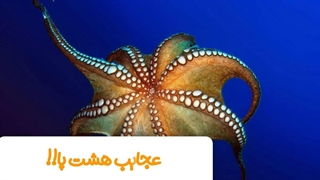 هشت پا از عجیب ترین حیوانات دریایی