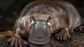 ترسناک ترین حیوانات دنیا