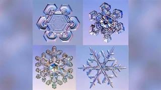 دنیای عجیب که با میکروسکوپ دیده میشود | تصاویری که باور نمیکنید.