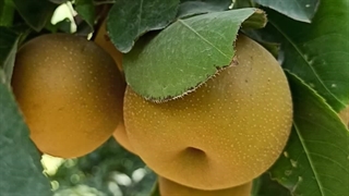 کاشت نهال گلابی پرتقالی در شرکت فیدان نهال مهندس علی ارجمند