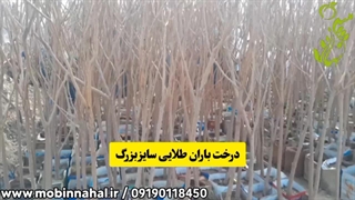 درخت باران طلایی